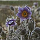 Gewöhnliche Kuhschelle (Pulsatilla vulgaris)