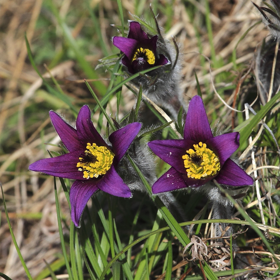 Gewöhnliche Kuhschelle (Pulsatilla vulgaris)