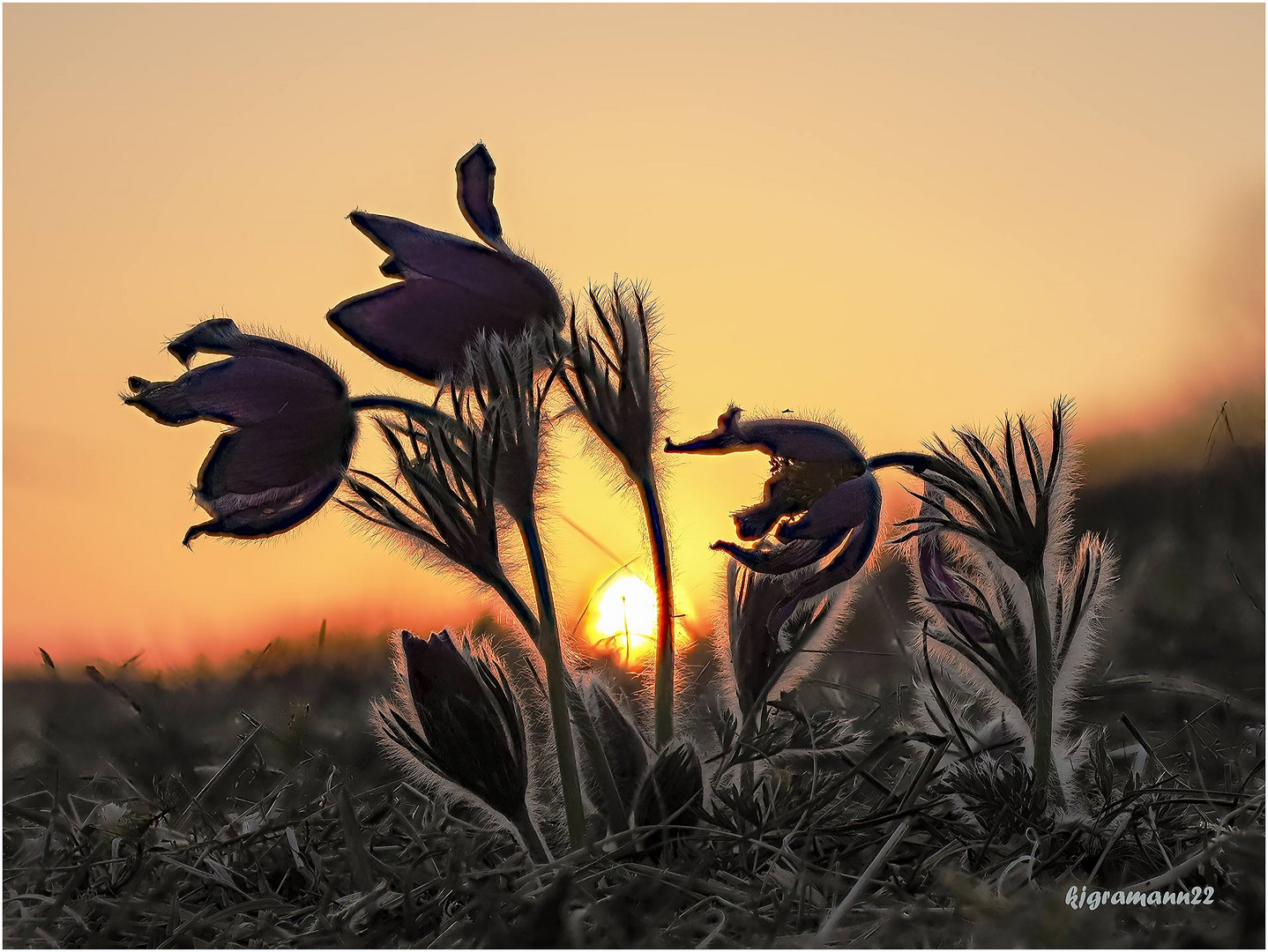 gewöhnliche kuhschelle (pulsatilla vulgaris) ....