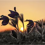 gewöhnliche kuhschelle (pulsatilla vulgaris) ....