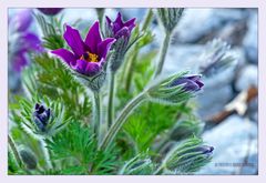 Gewöhnliche Kuhschelle (Pulsatilla vulgaris)