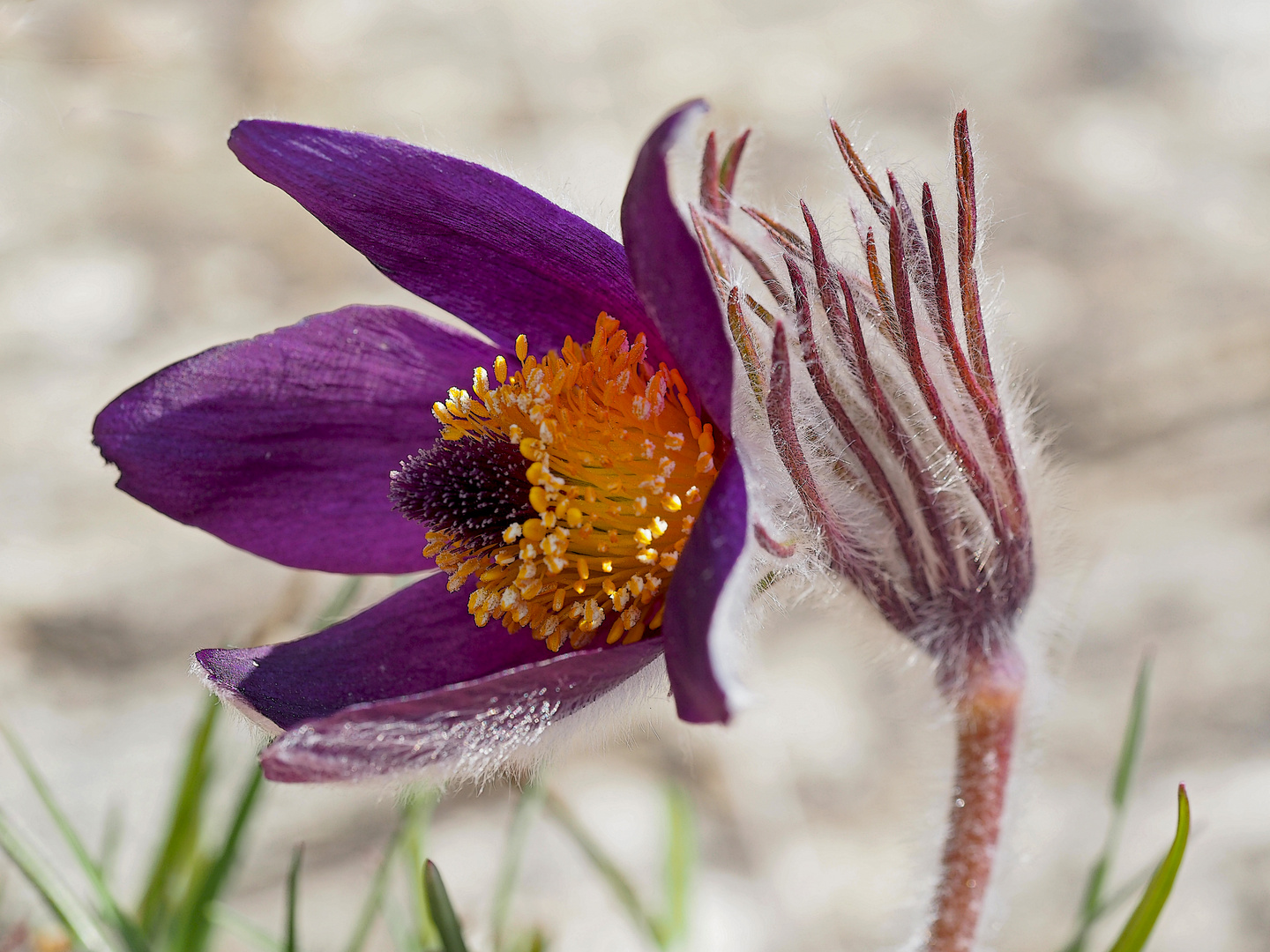 Gewöhnliche Kuhschelle (Pulsatilla vulgaris) - Anémone pulsatille ou coquerelle.