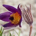 Gewöhnliche Kuhschelle (Pulsatilla vulgaris) - Anémone pulsatille ou coquerelle.