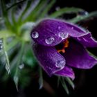 Gewöhnliche Kuhschelle (Pulsatilla vulgaris)