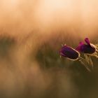 Gewöhnliche Kuhschelle  (Pulsatilla vulgaris)