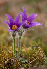 Gewöhnliche Kuhschelle (Pulsatilla vulgaris)