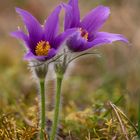 Gewöhnliche Kuhschelle (Pulsatilla vulgaris)