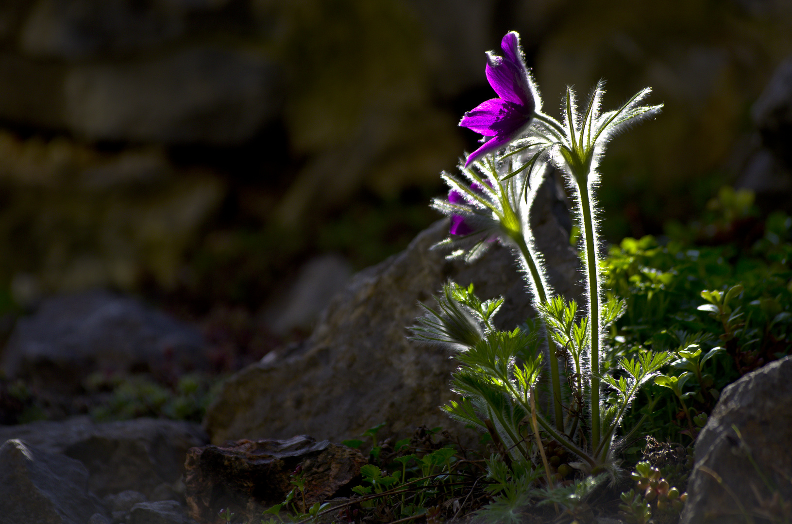 Gewöhnliche Kuhschelle (Pulsatilla vulgaris)