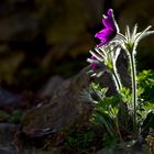 Gewöhnliche Kuhschelle (Pulsatilla vulgaris)