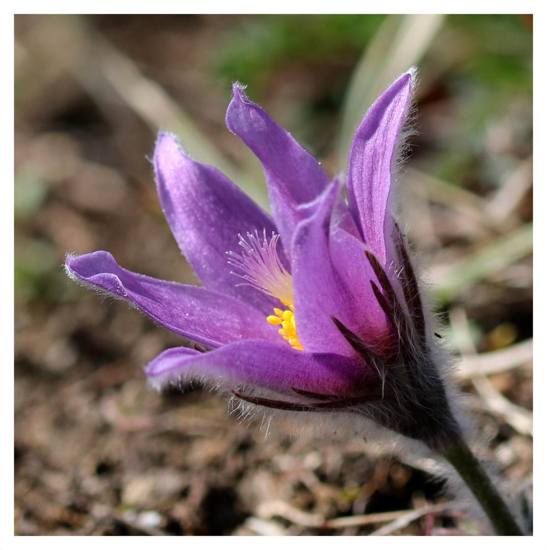 Gewöhnliche Kuhschelle (Pulsatilla vulgaris)...