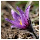 Gewöhnliche Kuhschelle (Pulsatilla vulgaris)...