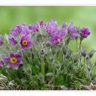 Gewöhnliche Kuhschellen - Pulsatilla vulgaris