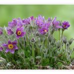 Gewöhnliche Kuhschellen - Pulsatilla vulgaris