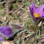 Gewöhnliche Kuhschellen (Pulsatilla vulgaris).