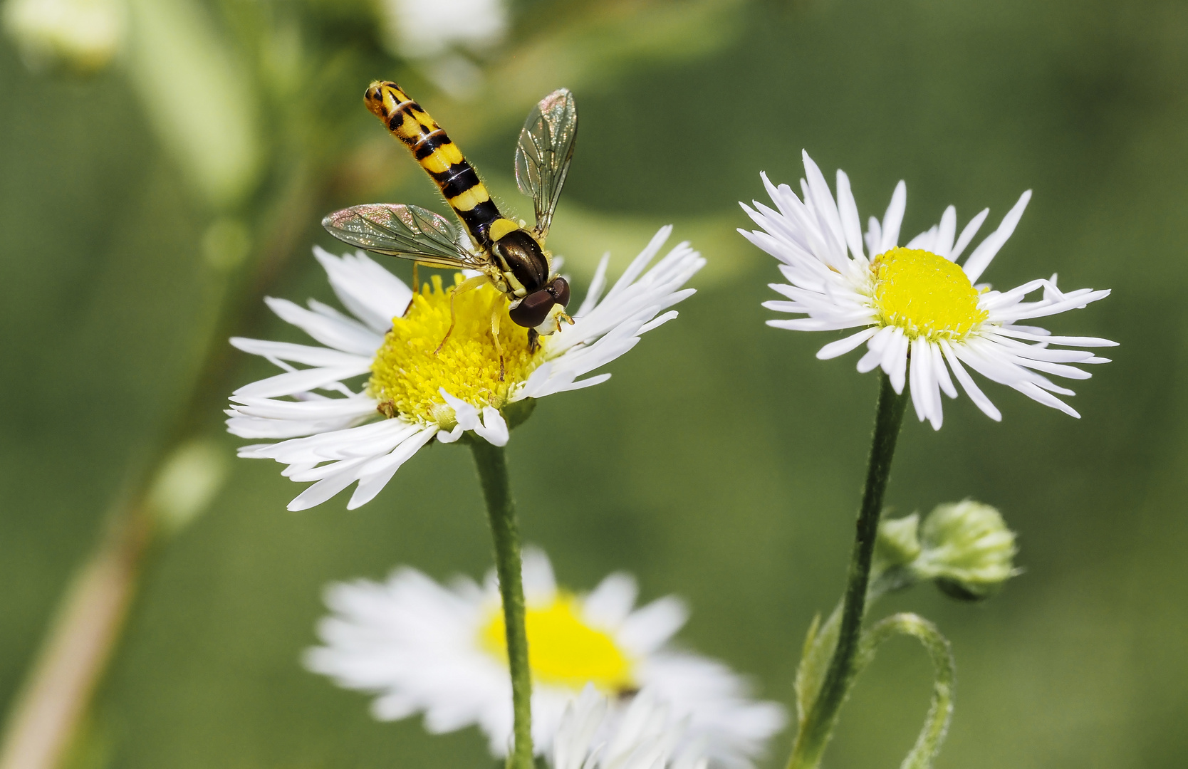 gewöhnliche Langbauchschwebefliege