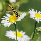 gewöhnliche Langbauchschwebefliege