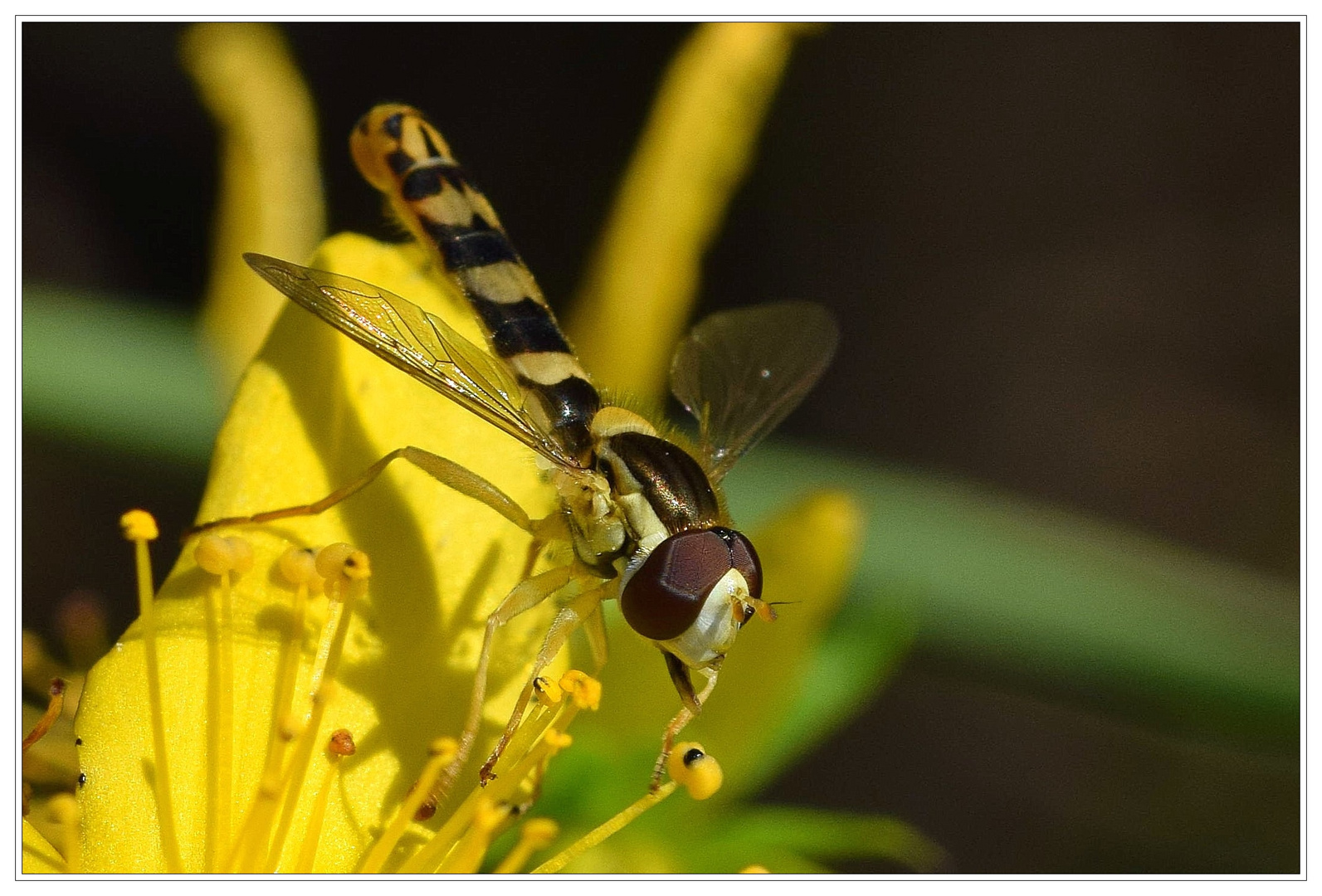 Gewöhnliche Langbauchschwebfliege