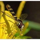 Gewöhnliche Langbauchschwebfliege