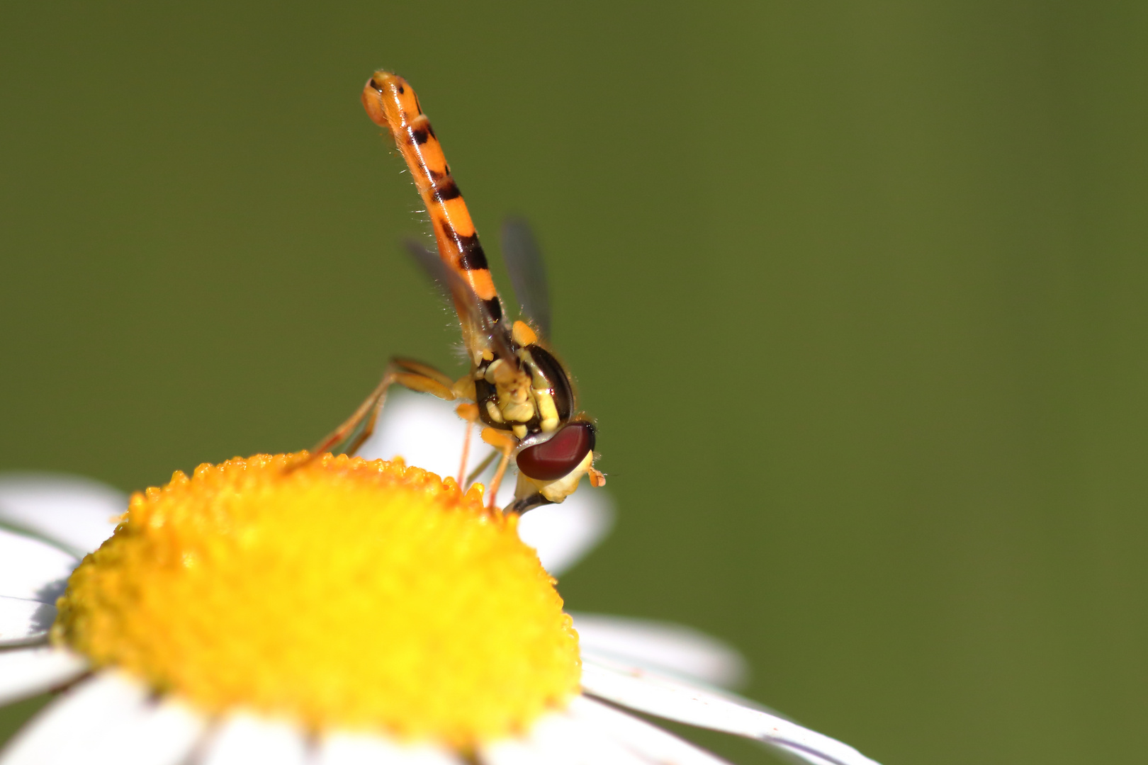 Gewöhnliche Langbauchschwebfliege