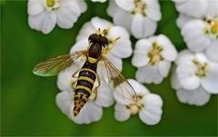 Gewöhnliche Langbauchschwebfliege