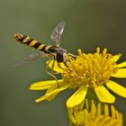  Gewöhnliche Langbauchschwebfliege 