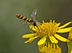  Gewöhnliche Langbauchschwebfliege 