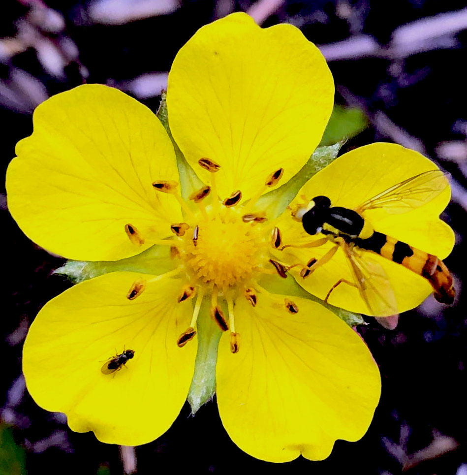 Gewöhnliche Langbauchschwebfliege