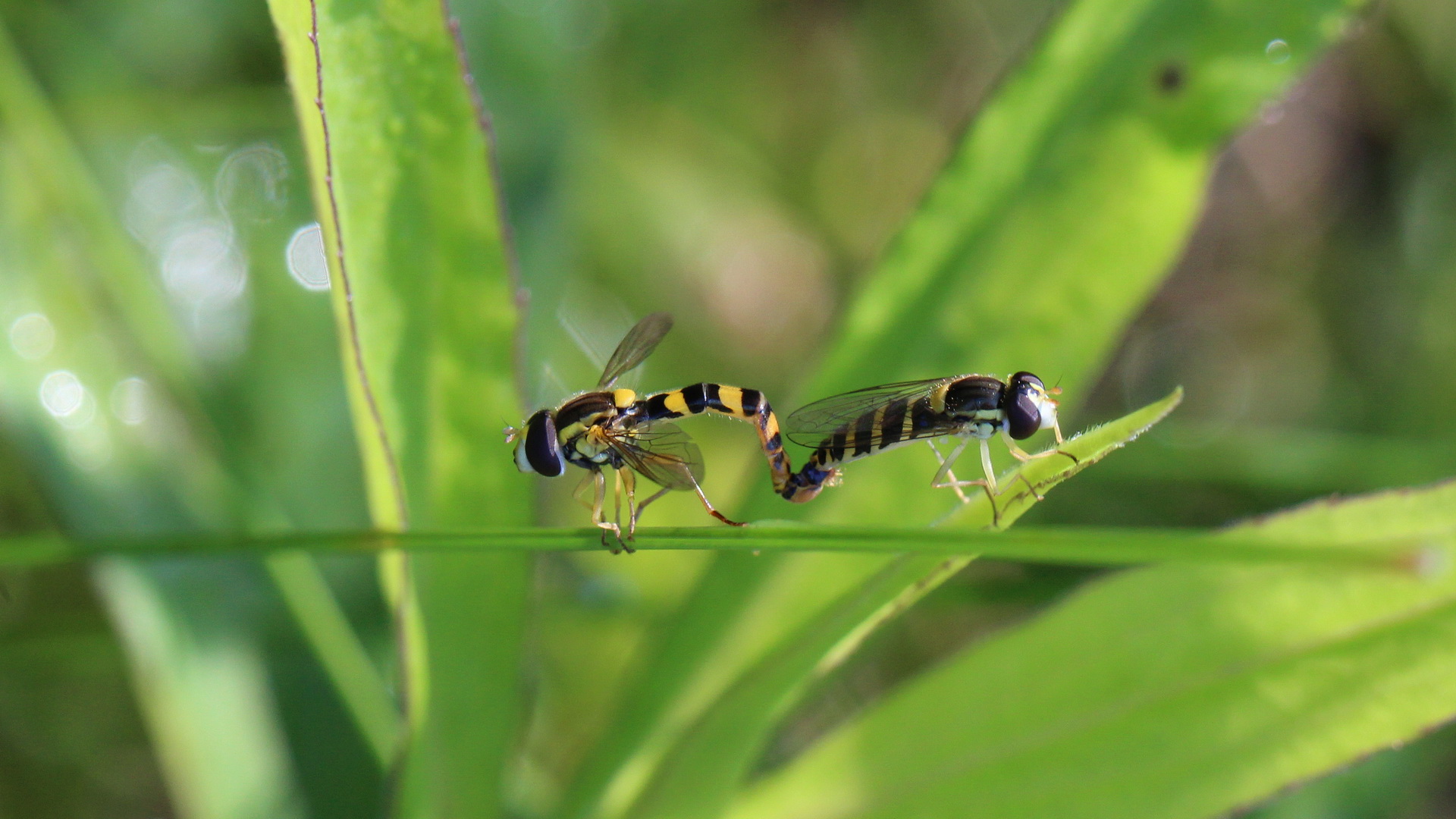 Gewöhnliche Langbauchschwebfliege