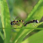 Gewöhnliche Langbauchschwebfliege