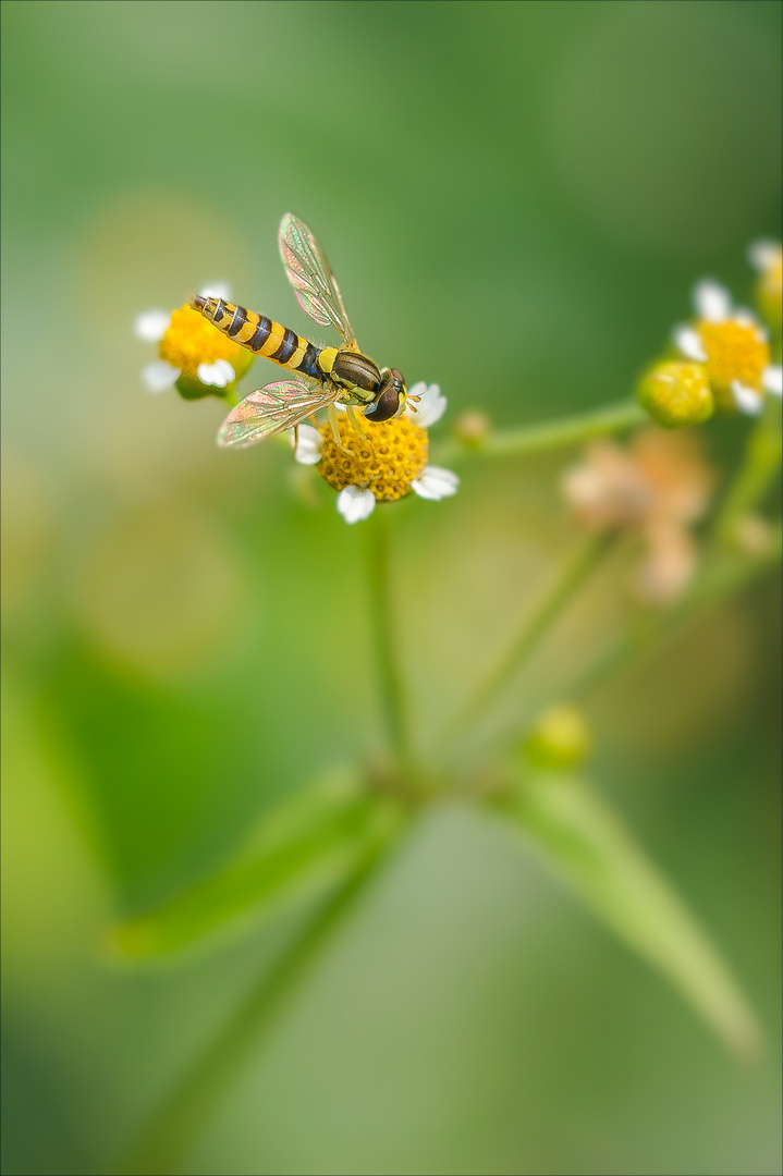 Gewöhnliche Langbauchschwebfliege.