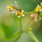 Gewöhnliche Langbauchschwebfliege.