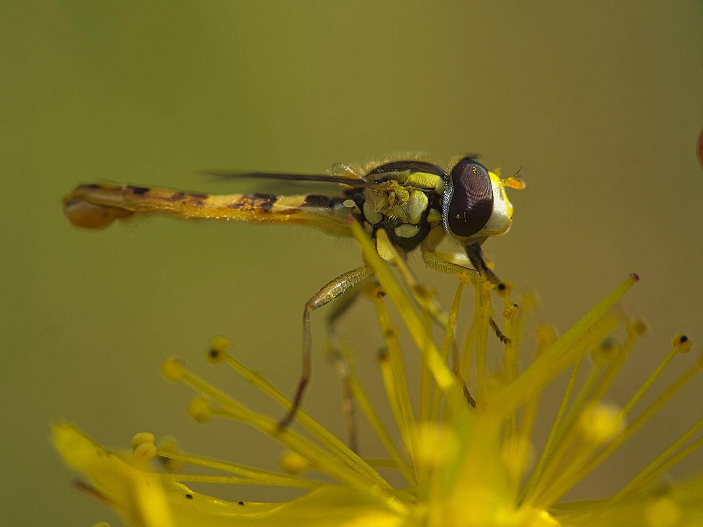 Gewöhnliche Langbauchschwebfliege