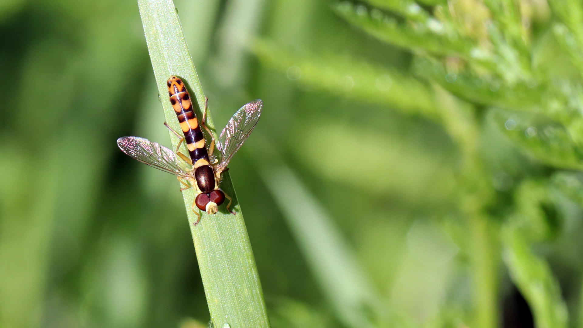 Gewöhnliche Langbauchschwebfliege