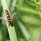 Gewöhnliche Langbauchschwebfliege