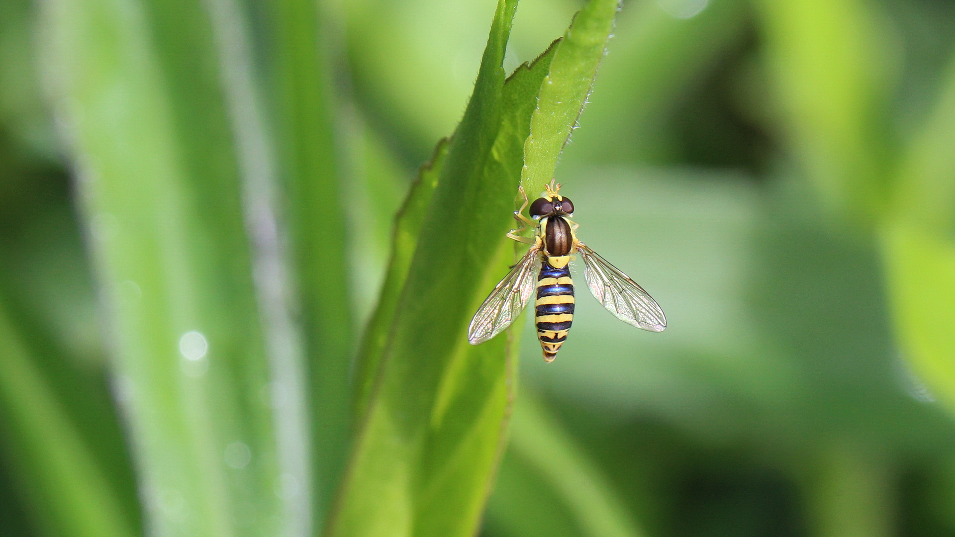 Gewöhnliche Langbauchschwebfliege