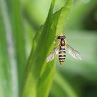 Gewöhnliche Langbauchschwebfliege