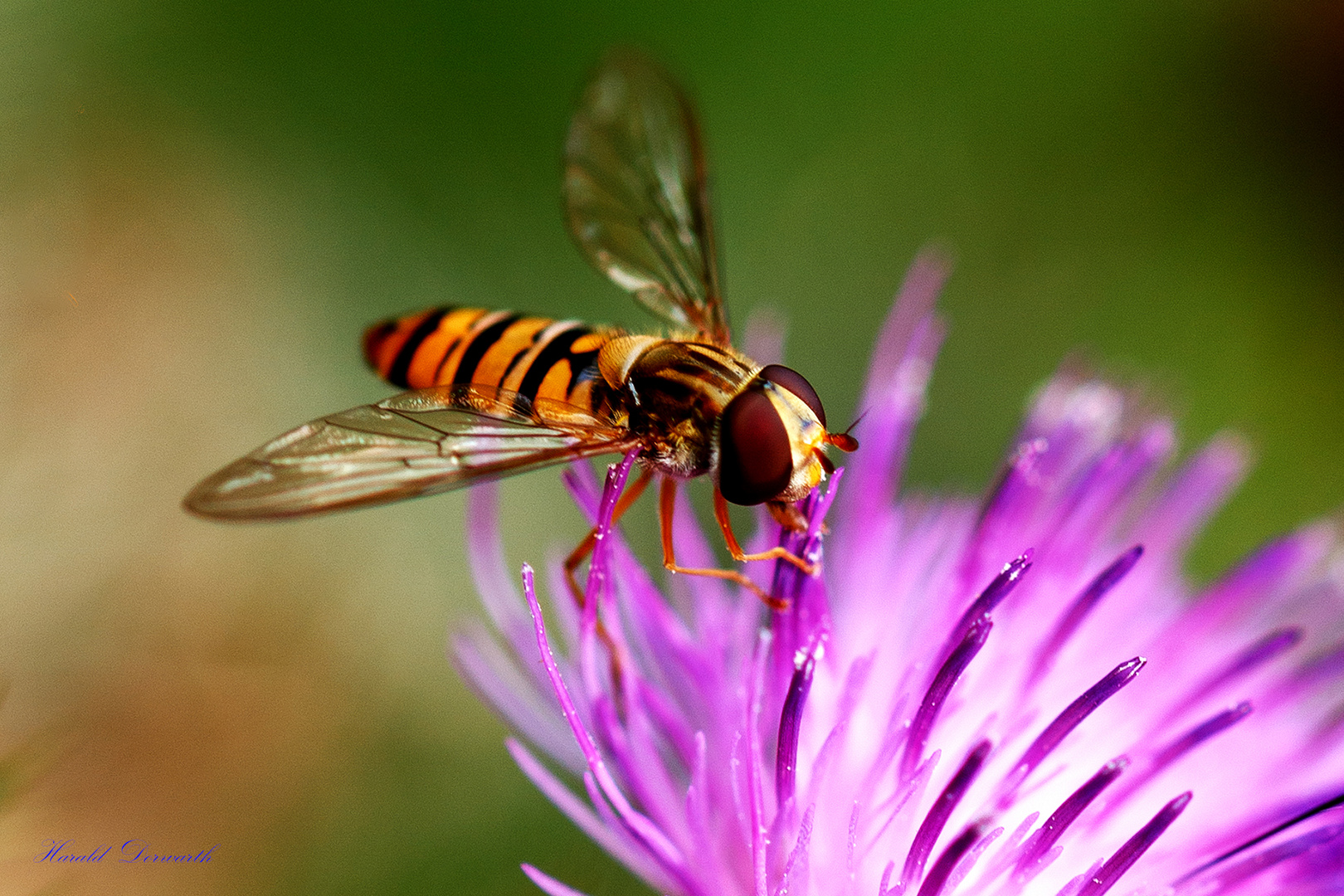 Gewöhnliche Langbauchschwebfliege auf Gemeiner Kratzdistel