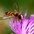 Gewöhnliche Langbauchschwebfliege auf Gemeiner Kratzdistel