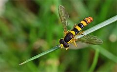 Gewöhnliche Langbauchschwebfliege