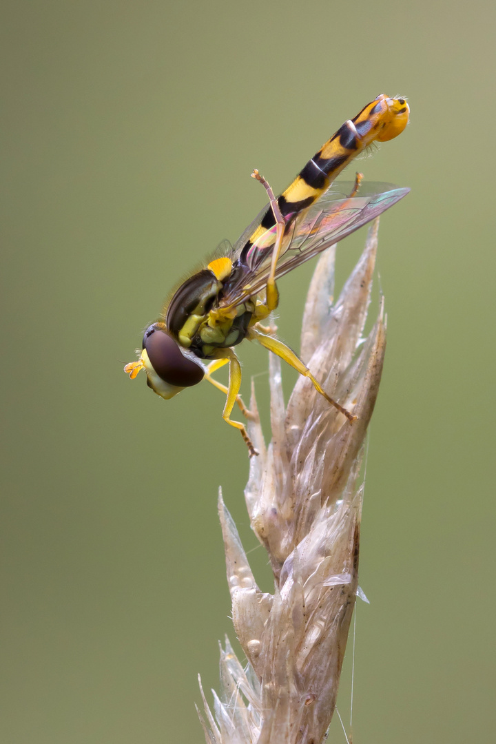 Gewöhnliche Langbauchschwebfliege