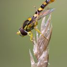 Gewöhnliche Langbauchschwebfliege