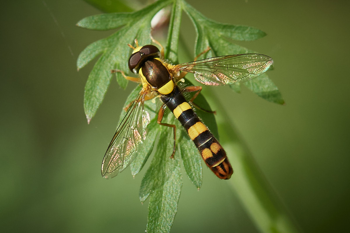 Gewöhnliche Langbauchschwebfliege