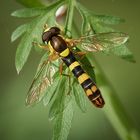 Gewöhnliche Langbauchschwebfliege