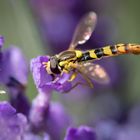 gewöhnliche langbauchschwebfliege m.