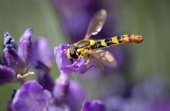 gewöhnliche langbauchschwebfliege m.