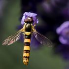 gewöhnliche langbauchschwebfliege m.