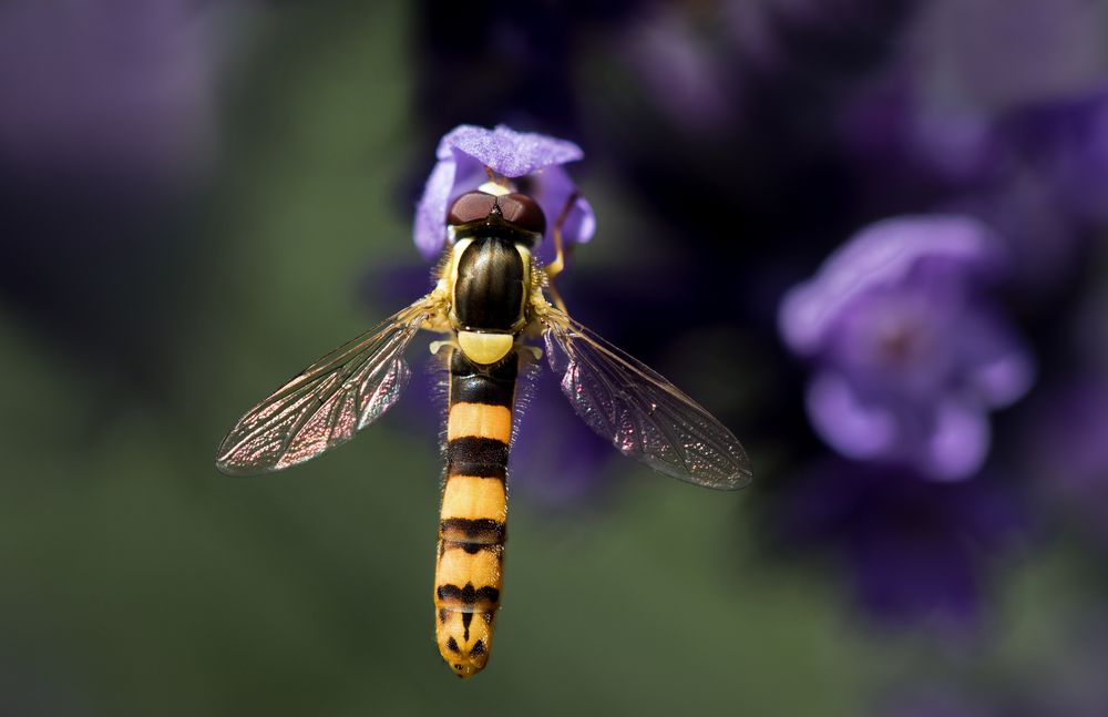 gewöhnliche langbauchschwebfliege m.