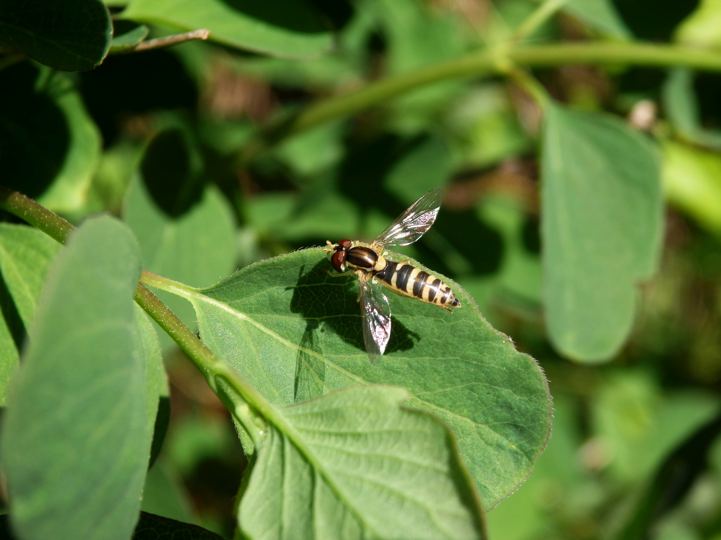 Gewöhnliche Langbauchschwebfliege (Sphaerophoria scripta)