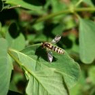 Gewöhnliche Langbauchschwebfliege (Sphaerophoria scripta)