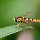 Gewöhnliche Langbauchschwebfliege (Sphaerophoria scripta)